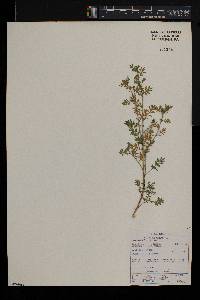 Lepidium didymum image