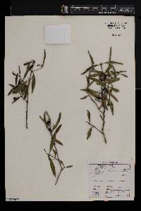 Coptosperma supra-axillare image