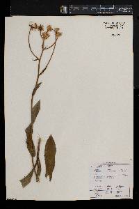 Senecio coronatus image