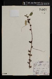 Phyllanthus reticulatus image