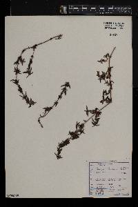 Anthospermum herbaceum image