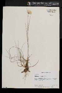 Eriophorum virginicum image