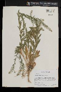 Lepidium campestre image