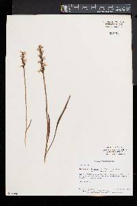 Spiranthes incurva image