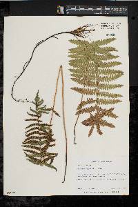 Thelypteris palustris var. pubescens image