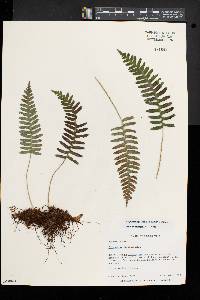 Polypodium appalachianum image