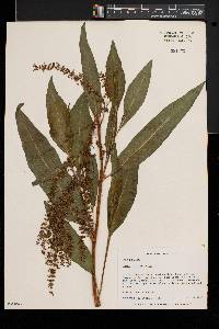 Rumex verticillatus image