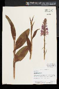 Platanthera psycodes image