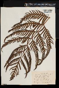 Woodwardia prolifera image