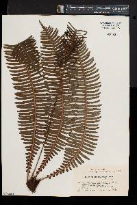 Blechnum nipponicum image