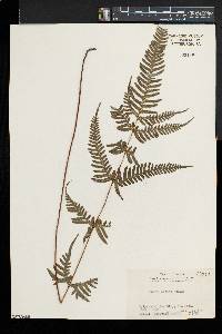 Pteris dispar image