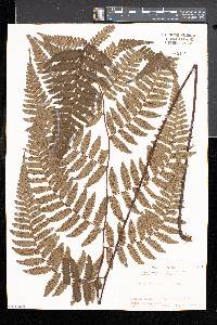 Cyathea hancockii image