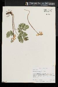 Dicentra canadensis image