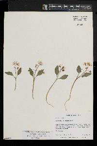 Claytonia caroliniana image