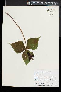 Trillium erectum image