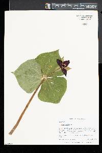 Trillium erectum image