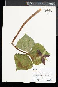 Trillium erectum image