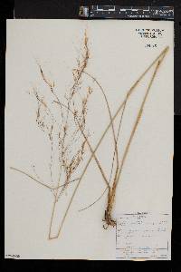 Aristida meridionalis image