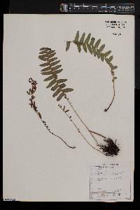 Blechnum australe image