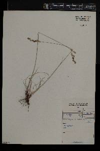 Eragrostis capensis image