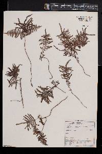 Gleichenia polypodioides image