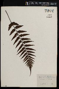 Asplenium caudatum image