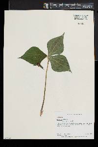 Trillium erectum image