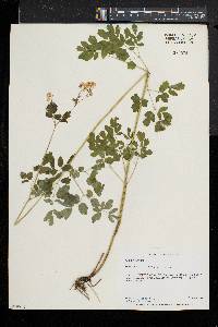 Thalictrum pubescens image