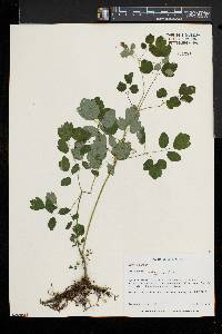 Thalictrum pubescens image