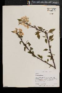 Prunus pensylvanica image