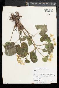 Caltha palustris image