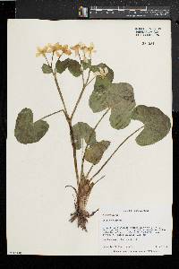 Caltha palustris image