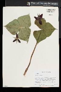 Trillium erectum image