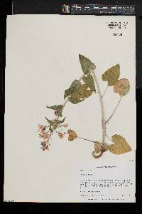 Lunaria annua image