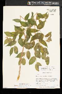 Prosartes lanuginosa image