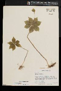 Medeola virginiana image