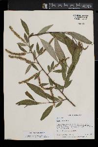Salix x salamonii image