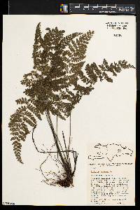 Asplenium cristatum image