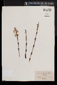 Equisetum sylvaticum image