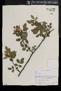 Rosa canina image