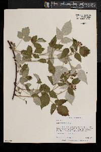 Rubus occidentalis image