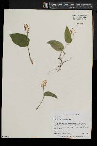 Maianthemum canadense image