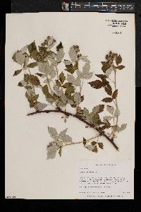 Rubus occidentalis image