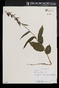 Epipactis helleborine image