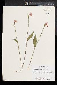 Pogonia ophioglossoides image