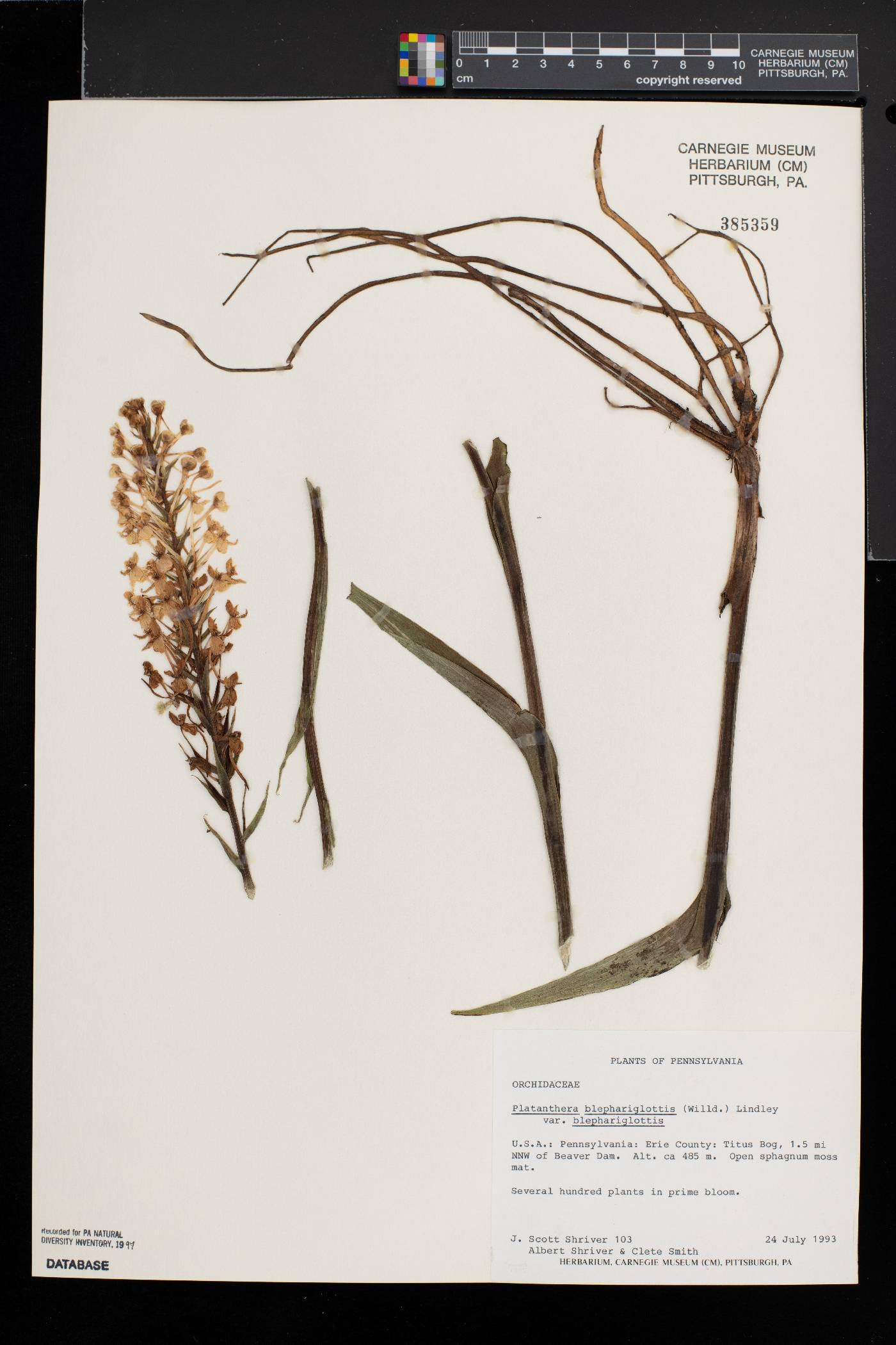 Platanthera blephariglottis var. blephariglottis image