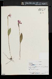 Pogonia ophioglossoides image