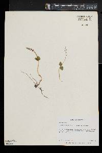 Listera cordata image