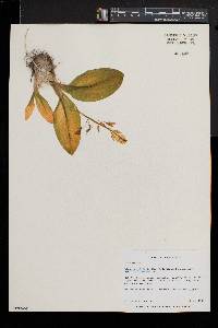 Liparis liliifolia image