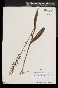 Platanthera lacera image